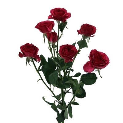 Červená růže trsová CARRIE