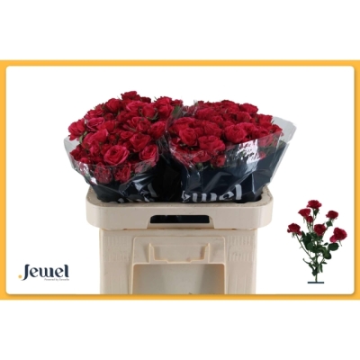 Červená růže trsová CARRIE