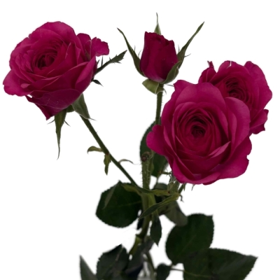 Červená růže trsová CARRIE