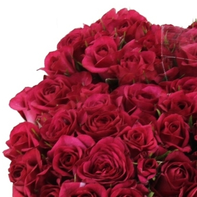 Červená růže trsová CARRIE 40 cm / 4+