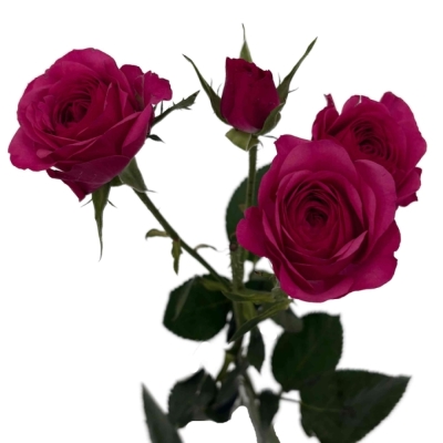 Červená růže trsová CARRIE