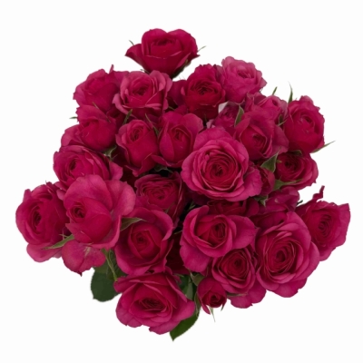 Červená růže trsová CARRIE