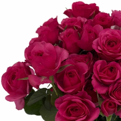 Červená růže trsová CARRIE