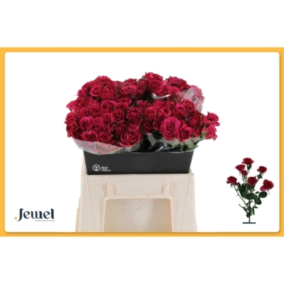 Červená růže trsová CARRIE