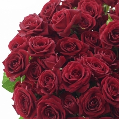 Červená růže trsová PUSHKIN 80cm/7+
