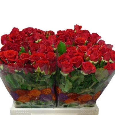 Červená růže trsová VELVET BLOSSOMS