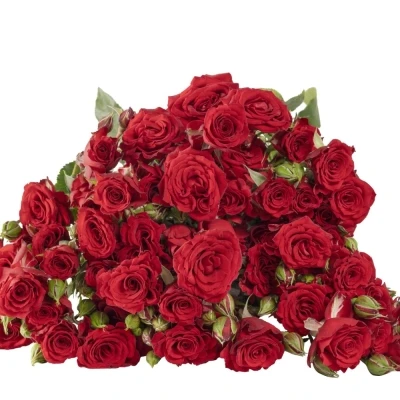 Červená růže trsová VELVET BLOSSOMS