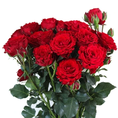 Červená růže trsová VELVET BLOSSOMS