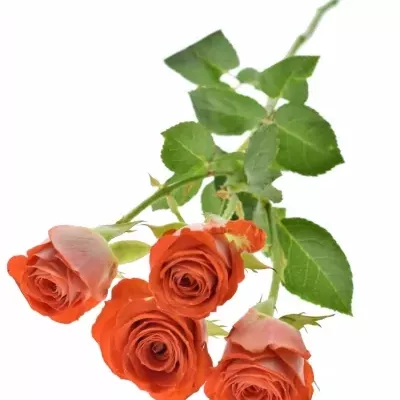 Červená růže trsová ZADIQUE 50cm5+