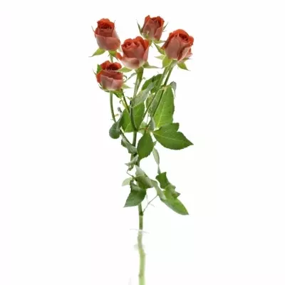Červená růže trsová ZADIQUE 50cm5+