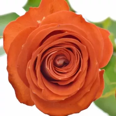 Červená růže trsová ZADIQUE 50cm5+