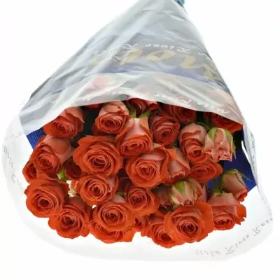 Červená růže trsová ZADIQUE 50cm5+