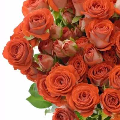 Červená růže trsová ZADIQUE 50 cm / 5+