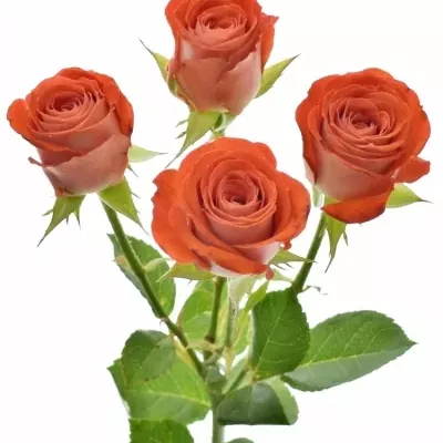 Červená růže trsová ZADIQUE 50cm5+