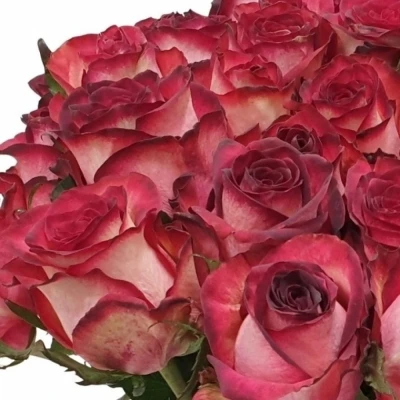 Červená růže TZAR