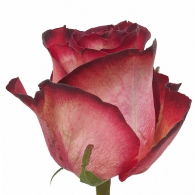 Růže TZAR 80cm (XXL)