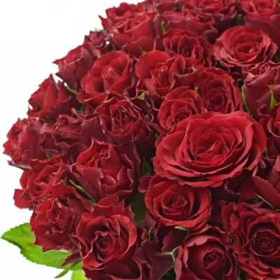 Červená růže UPPER CLASS M