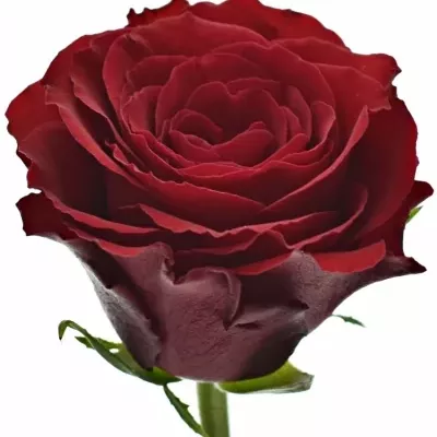 Červená růže UPPER CLASS M