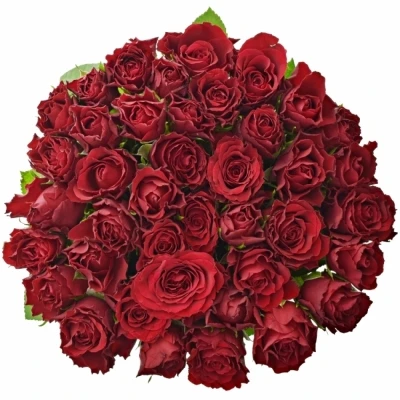 Červená růže UPPER CLASS M