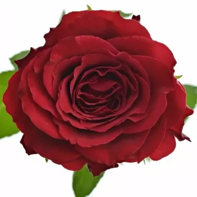 Červená růže UPPER CLASS M