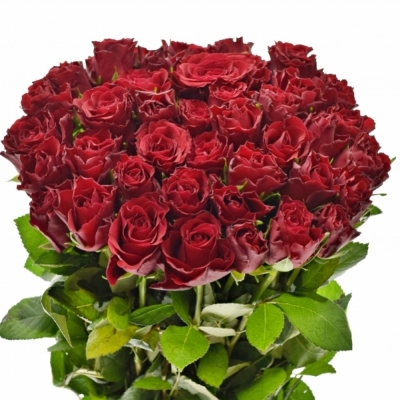Červená ruža UPPER CLASS 50cm (L)