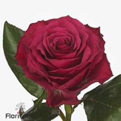 Červená růže VENTUROSO 50 cm (XL)