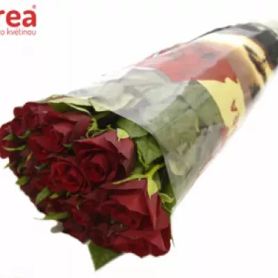 Červená růže VICTORIA 50cm (S)