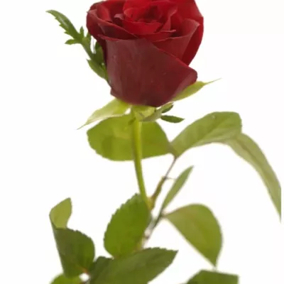 Červená růže VICTORIA 50cm (S)