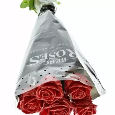 Červená růže WAX RED 70cm