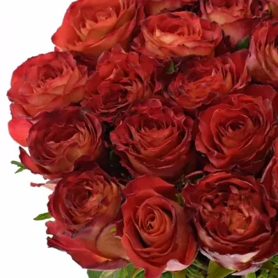 Červená růže WINE FINE 70cm (L)