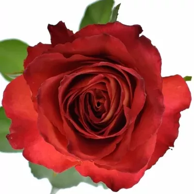 Červená růže WINE FINE 70cm (L)