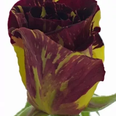 Červená,žlutá růže ABRAKADABRA 50cm