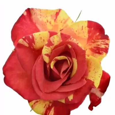 Červená,žlutá růže FIRE FLASH 70cm/5+