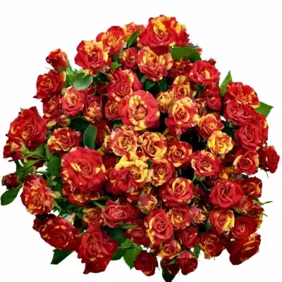 Červená,žlutá růže FIRE FLASH 70cm/5+