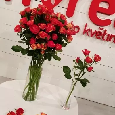 Červená,žlutá růže FIRE FLASH 70cm/5+