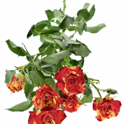 Červená,žlutá růže FIRE FLASH 70cm/5+