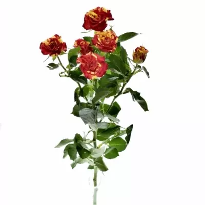 Červená,žlutá růže FIRE FLASH 70cm/5+