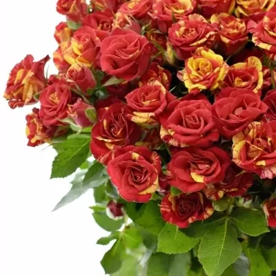 Červená,žlutá růže FIRE FLASH 70cm/5+