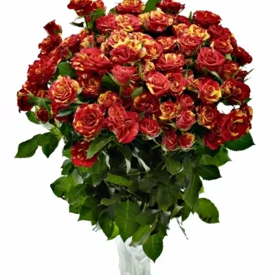 Červená,žlutá růže FIRE FLASH 70cm/5+