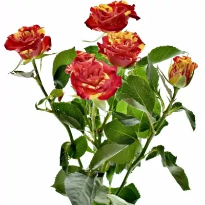 Červená,žlutá růže FIRE FLASH 70cm/5+