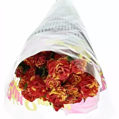 Červená,žlutá růže FIRE FLASH 70cm/5+