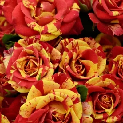 Červená,žlutá růže FIRE FLASH 70cm/5+