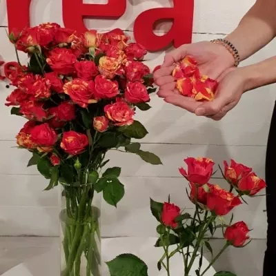 Červená,žlutá růže FIRE FLASH 70cm/5+