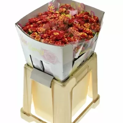 Červená,žlutá růže FIRE FLASH 70cm/5+