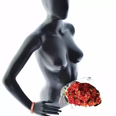 Červená,žlutá růže FIRE FLASH 70cm/5+