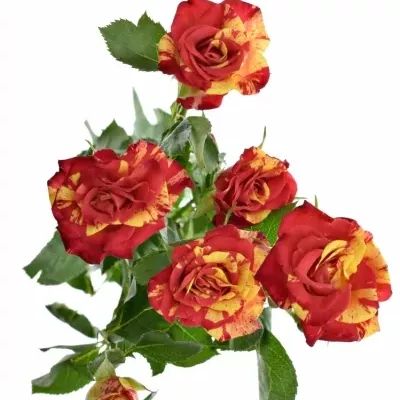 Červená,žlutá růže FIRE FLASH 70cm/5+