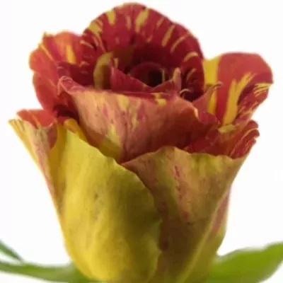 Červená, žltá ruža WIZARD 40cm
