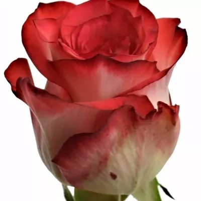 Červenobílá růže BLUSH 70cm (L)