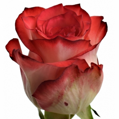 Červenobílá růže BLUSH 70cm (XXL)