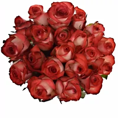Červenobílá růže BLUSH 70cm